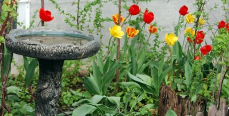 front tulips may 20 2018 (2) a