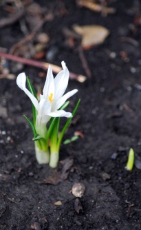 May 6 2018 0004 white crocus a