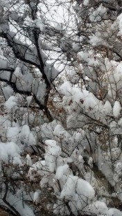 Snow tree Feb 8 2018 a